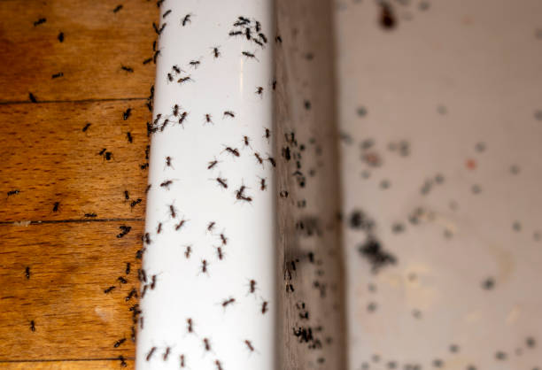 Best Pest Inspection Near Me  in Wickerham Manor Fisher, PA